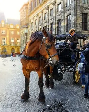 Horse Carriage, Amsterdam