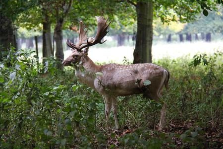 Fallow Deer, Dublin Zoo