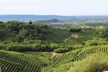 Italy Vineyard Veneto