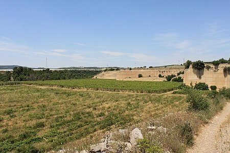 Organic Vineyard in Puglia