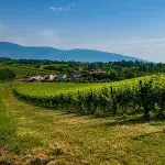 Veneto Prosecco Vineyard
