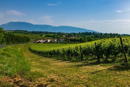 Veneto Prosecco Vineyard