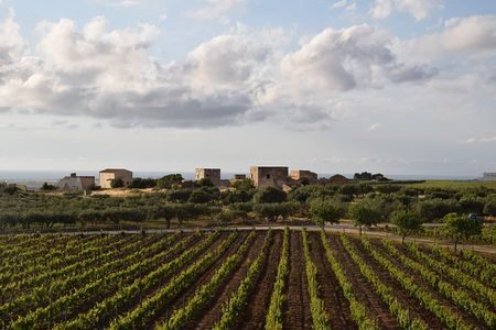 Vineyard in Sicily
