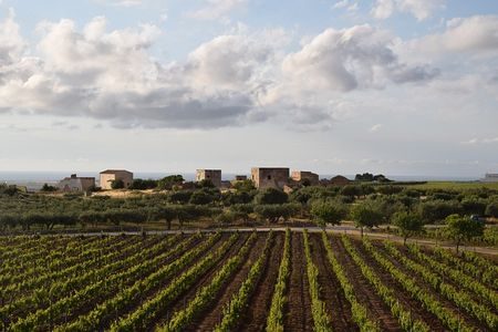 Vineyard in Sicily