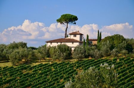 Vineyard in Tuscany