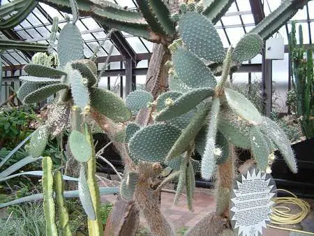 Cactus, Glasgow Botanic Gardens