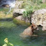 Bear at Alpenzoo