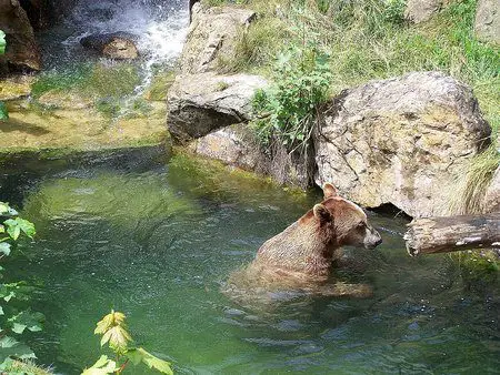 Bear at Alpenzoo