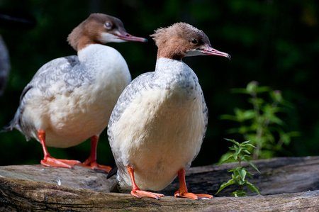 Goosanders Alpenzoo