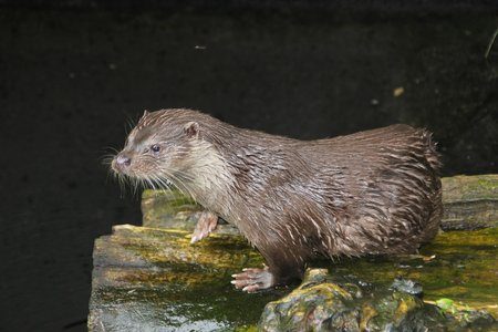 Otter at Alpenzoo