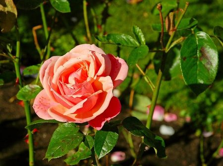 Rose at Belfast Botanic Gardens